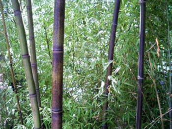 Buy Black Bamboo Sacramento CA